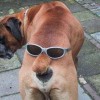 dvouhlavy-pes.jpg